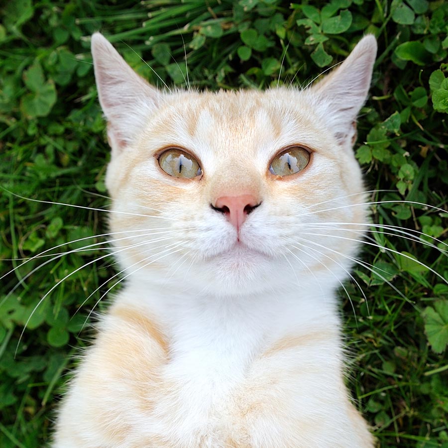 Image of a cat taking a selfie for Tweak Digital humanist blog