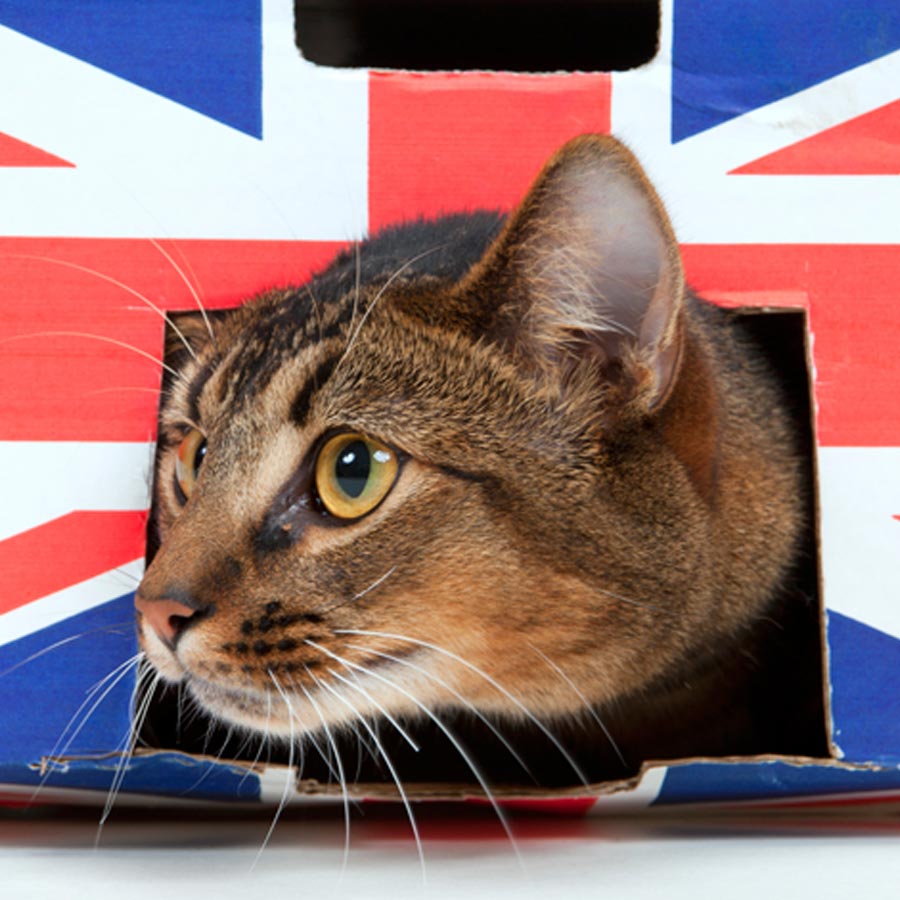 image of a cat in a box with the UK flag for a blog on Brexit